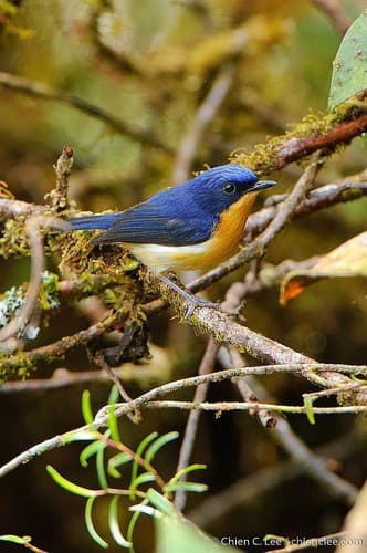 Pygmy Flycatcher