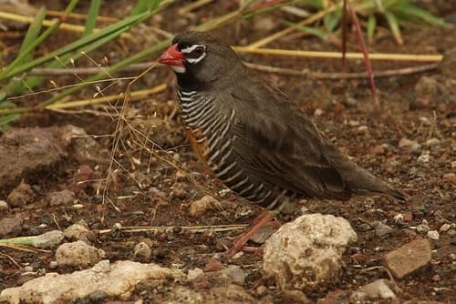 Quailfinch
