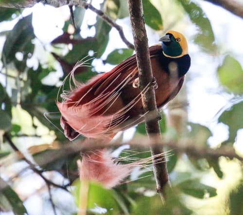Raggiana Bird-of-Paradise