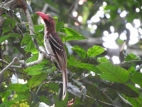 Red-billed Dwarf Hornbill