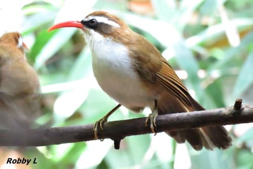 Red-billed Scimitar-Babbler