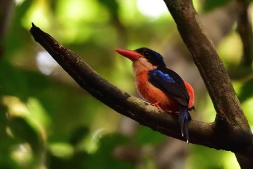 Red-breasted Paradise Kingfisher