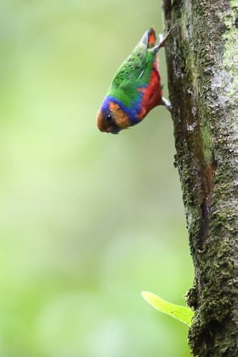 Red-breasted Pygmy-Parrot