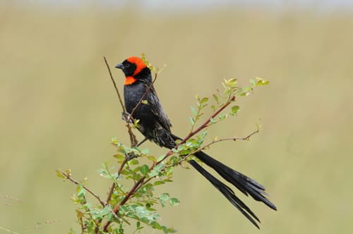 Red-cowled Widowbird