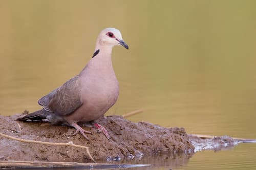 Red-eyed Dove