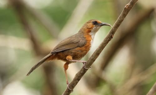 Red-eyed Scimitar-Babbler