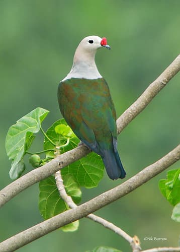 Red-knobbed Imperial Pigeon