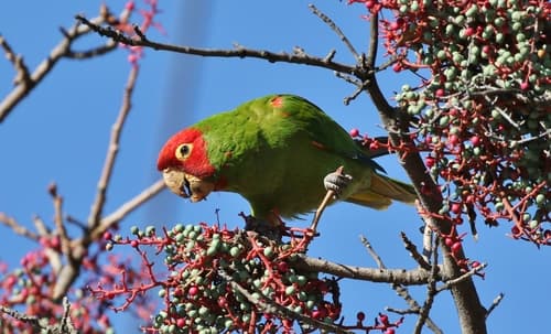 Red-masked Parakeet
