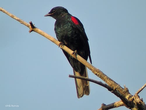 Red-shouldered Cuckooshrike