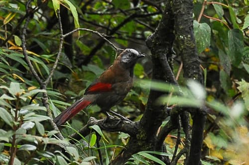 Red-winged Laughingthrush