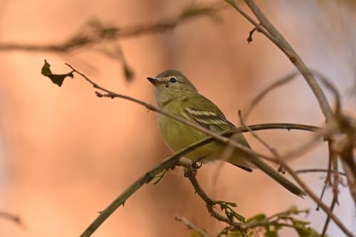 Reiser's Tyrannulet
