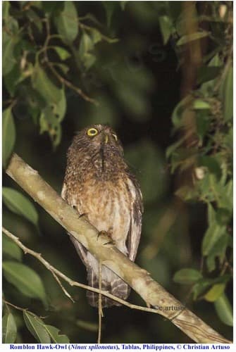 Romblon Boobook