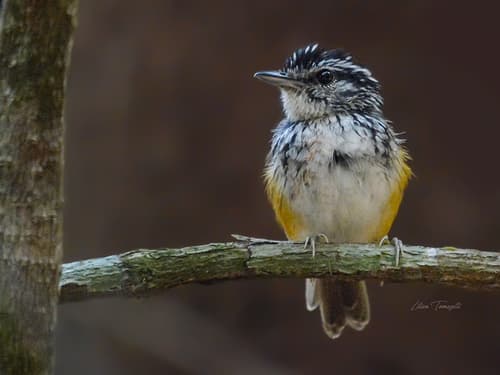 Rondônia Warbling-Antbird