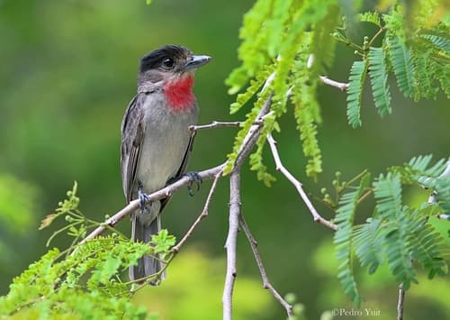 Rose-throated Becard
