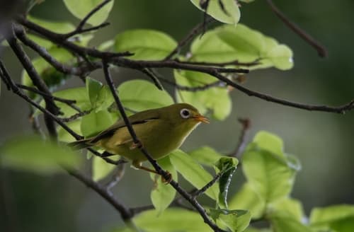 Rota White-eye