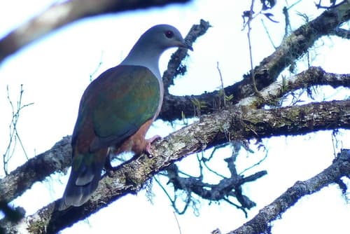 Rufescent Imperial Pigeon