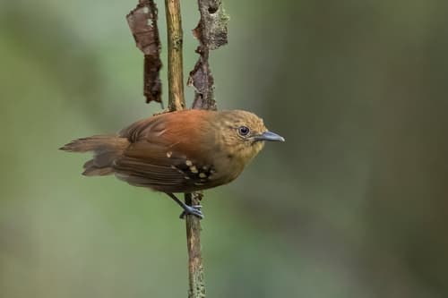 Rufous-backed Stipplethroat