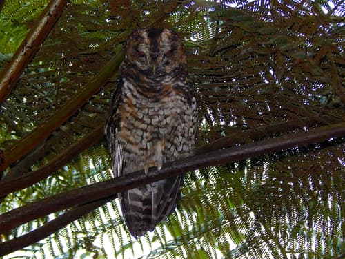 Rufous-banded Owl