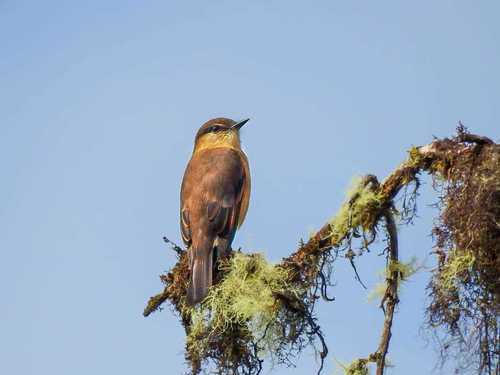 Rufous-bellied Bush-Tyrant