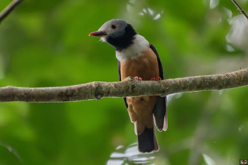 Rufous-bellied Helmetshrike