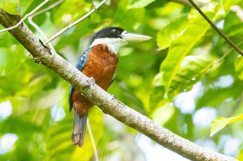 Rufous-bellied Kookaburra