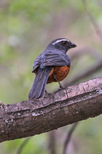 Rufous-bellied Mountain-Tanager
