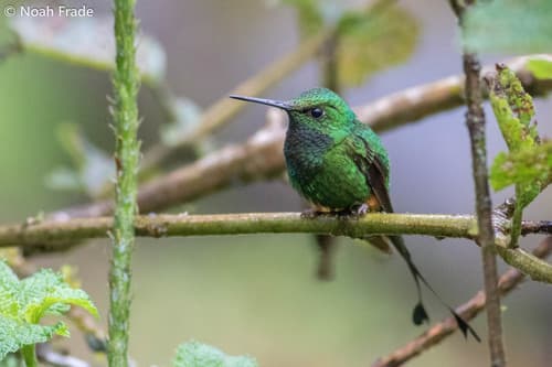 Rufous-booted Racket-tail