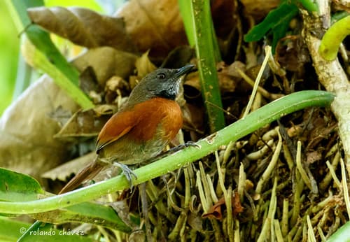 Rufous-breasted Spinetail
