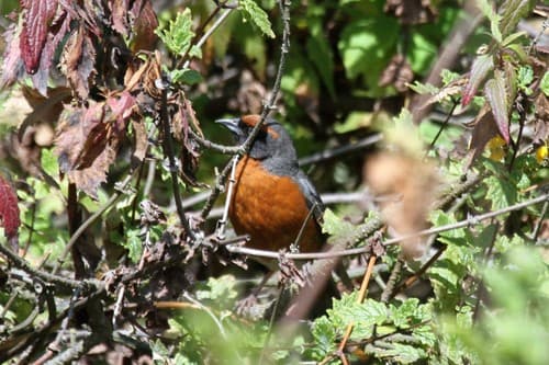 Rufous-breasted Warbling-Finch