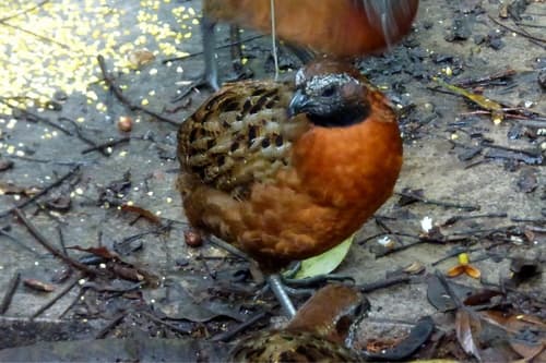 Rufous-breasted Wood-Quail