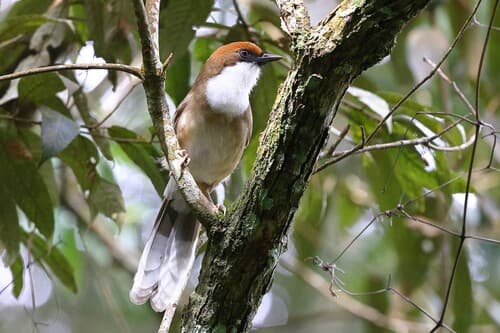 Rufous-crowned Laughingthrush