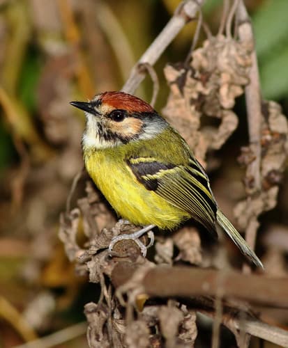 Rufous-crowned Tody-Flycatcher