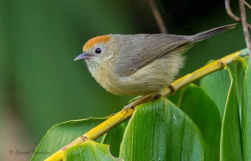 Rufous-fronted Babbler