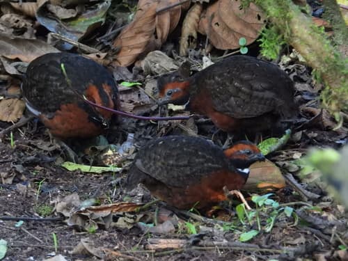 Rufous-fronted Wood-Quail