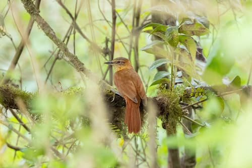Rufous-necked Foliage-gleaner