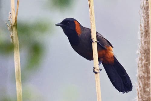 Rufous-necked Laughingthrush