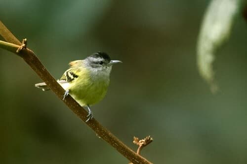 Rufous-rumped Antwren