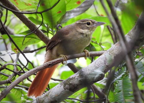 Rufous-rumped Foliage-gleaner