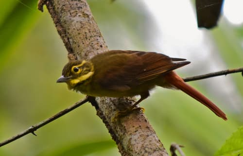 Rufous-tailed Foliage-gleaner