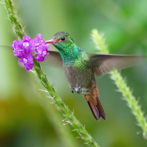 Rufous-tailed Hummingbird