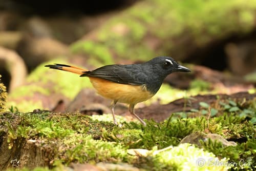 Rufous-tailed Shama