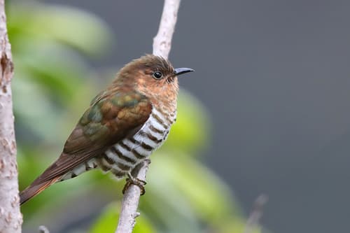 Rufous-throated Bronze Cuckoo
