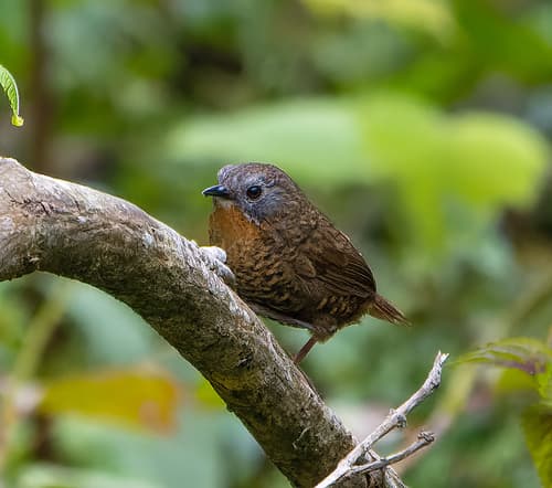 Rufous-throated Wren-Babbler