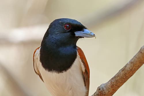 Rufous Vanga