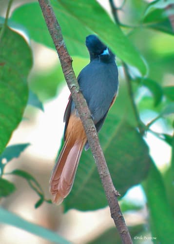 Rufous-vented Paradise-Flycatcher