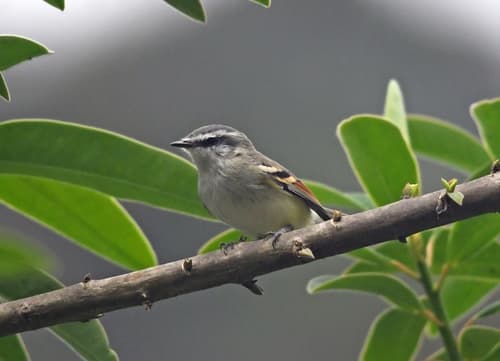 Rufous-winged Tyrannulet