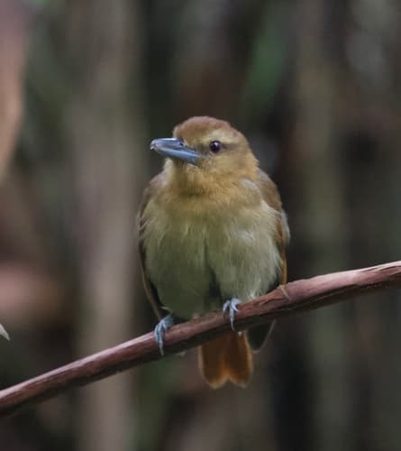 Russet Antshrike
