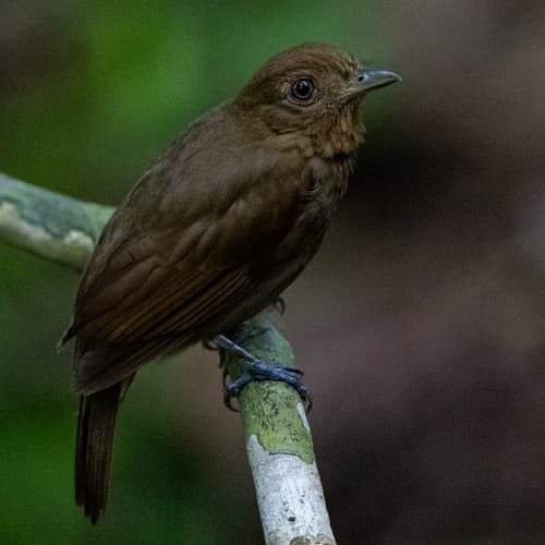 Russet-winged Schiffornis