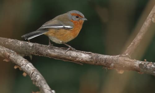 Rusty-browed Warbling-Finch