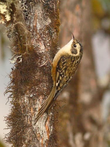 Rusty-flanked Treecreeper
